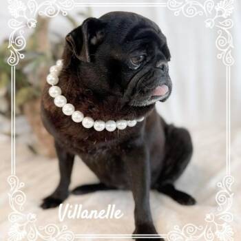 Pug Dogs Available for Adoption in Tulsa, Oklahoma - Villanelle | PetCurious