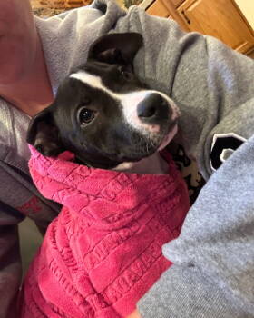 Rescue Pit Bull Terrier Dogs for Adoption in Belleville, Michigan - Wednesday | PetCurious