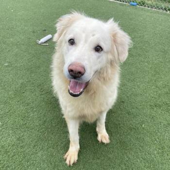 Great Pyrenees Dogs Available for Adoption in Richmond Hill, Ontario - Sophie | PetCurious