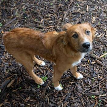 Larry -  Spaniel and Mixed Breed Dog for Adoption in Mckean, Pennsylvania - Larry | PetCurious