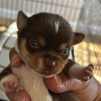 Callaghan -  Mixed Breed Dog for Adoption in Leander, Texas - Callaghan | PetCurious