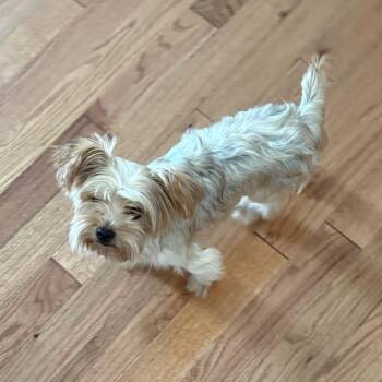 Ingrid (Benefactor Dog) -  Silky Terrier Dog for Adoption in New Orleans, Louisiana - Ingrid (Benefactor Dog) | PetCurious