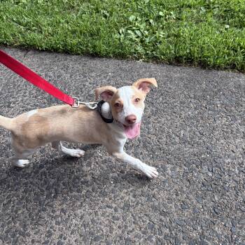 Tulip -  Labrador Retriever Dog for Adoption in New York, New York - Tulip | PetCurious