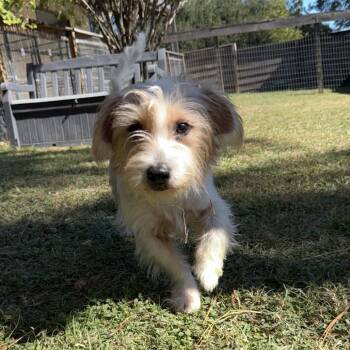 Rescue Terrier and Mixed Breed Dogs for Adoption in Houston, Texas - Regis | PetCurious