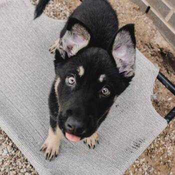 German Shepherd Dog Dogs Available for Adoption in The Colony, Texas - Cash | PetCurious
