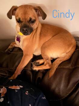 Cindy -  Pug Dog for Adoption in Manhattan, Kansas - Cindy | PetCurious