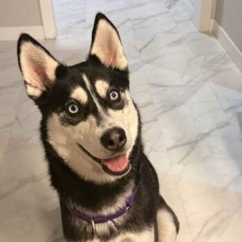 Husky Dogs Available for Adoption - Aurelia | PetCurious