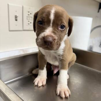 Labrador Retriever and Pointer Dogs Available for Adoption - Cedar | PetCurious