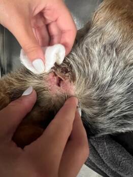 Beagle and Mixed Breed Dogs Available for Adoption - Nelson | PetCurious