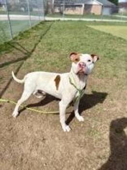 Rescue Pit Bull Terrier Dogs for Adoption in Wooster, Ohio - Zeus | PetCurious