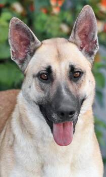 Dixie von Dierdorf -  German Shepherd Dog Dog for Adoption in Los Angeles, California - Dixie Von Dierdorf | PetCurious