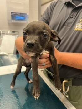 Betty Lou -  Terrier and Mixed Breed Dog for Adoption in Gastonia, North Carolina - Betty Lou | PetCurious