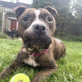 American Staffordshire Terrier and Mixed Breed Dogs Available for Adoption in Johnstown, Pennsylvania - Bunny | PetCurious