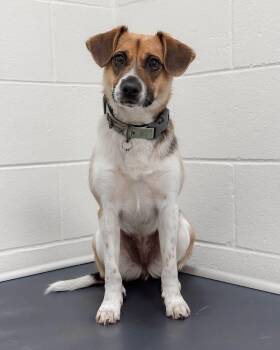 Coco -  Jack Russell Terrier and Beagle Dog for Adoption in Fremont, Michigan - Coco | PetCurious