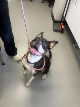 Rescue Mixed Breed Dogs for Adoption in West Chester, Pennsylvania - Buffy | PetCurious