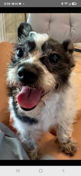 Moomoo -  Schnauzer and Chinese Crested Dog Dog for Adoption in Seal Beach, California - Moomoo | PetCurious