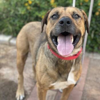 Brody -  Mastiff and Mixed Breed Dog for Adoption in Riverside, California - Brody | PetCurious