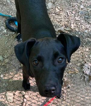 Carley -  Black Labrador Retriever Dog for Adoption in Highland, New York - Carley | PetCurious