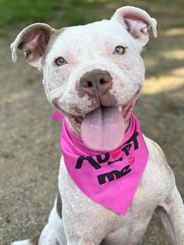 Marsha -  Pit Bull Terrier Dog for Adoption in Anderson, Indiana - Marsha | PetCurious