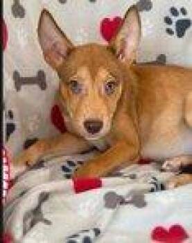 Frisco -  Mixed Breed Dog for Adoption in Raleigh, North Carolina - Frisco | PetCurious