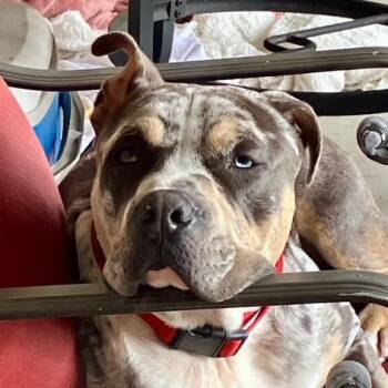 Pit Bull Terrier Dogs Available for Adoption - Big Boy | PetCurious