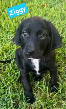Ziggy -  Labrador Retriever Dog for Adoption in Semmes, Alabama - Ziggy | PetCurious
