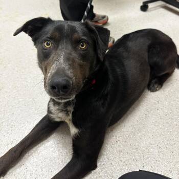 Mixed Breed Dogs Available for Adoption in Murray, Utah - Cowboy | PetCurious