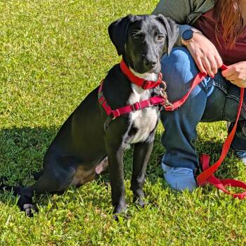 Norris -  Labrador Retriever Dog Available for Adoption in Accident, Maryland - Norris | PetCurious