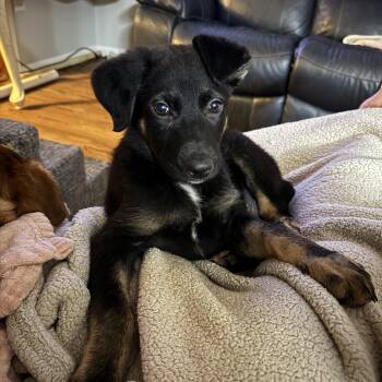 Winnie -  Shepherd and Black Labrador Retriever Dog for Adoption in Alexandria, Louisiana - Winnie | PetCurious