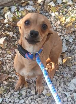 Rescue Chihuahua and Fox Terrier Dogs for Adoption in Thompson Falls, Montana - Buttercup | PetCurious