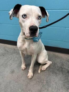 Astra -  Pit Bull Terrier and Mixed Breed Dog for Adoption in Seagoville, Texas - Astra | PetCurious