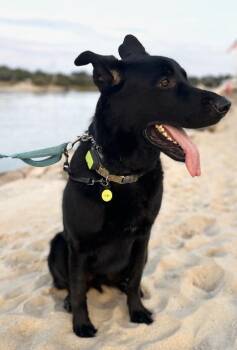 Rescue Cane Corso and German Shepherd Dog Dogs for Adoption in Huntington, New York - TOBY | PetCurious