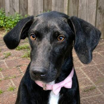 Black Labrador Retriever Dogs Available for Adoption in Boerne, Texas - Alyssa | PetCurious