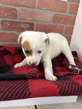 American Staffordshire Terrier and Mixed Breed Dogs Available for Adoption in Houston, Texas - BENNETT | PetCurious