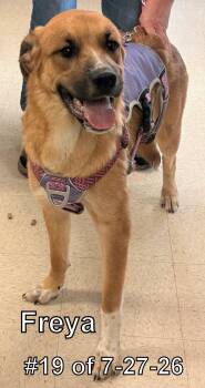 Freya 19 of 7-27-26 -  Great Pyrenees Dog for Adoption in Gaylord, Michigan - Freya 19 Of 7-27-26 | PetCurious