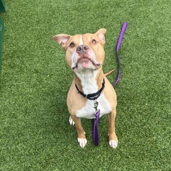 Mixed Breed Dogs Available for Adoption in Pittsburgh, Pennsylvania - Flanagan | PetCurious