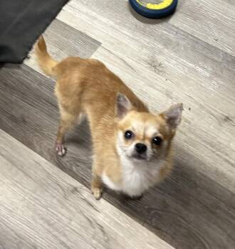 Chalupa -  Chihuahua Dog for Adoption in Brownstown, Indiana - Chalupa | PetCurious