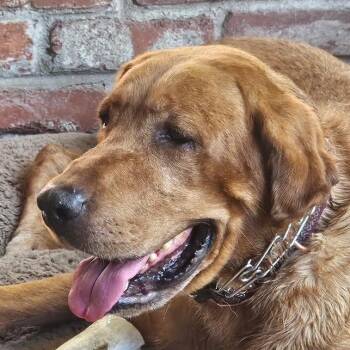Drake -  Labrador Retriever Dog for Adoption in Concord, California - Drake | PetCurious