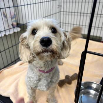 Bichon Frise Dogs Available for Adoption in Harrisonburg, Virginia - Benji | PetCurious