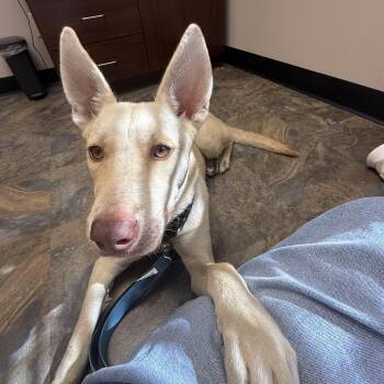 Sterling -  Husky and German Shepherd Dog Dog for Adoption in Houston, Texas - Sterling | PetCurious