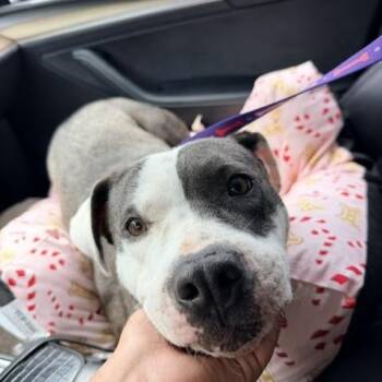 American Staffordshire Terrier Dogs Available for Adoption in Lodi, California - June | PetCurious