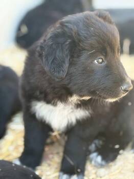 Balu -  Shepherd and Labrador Retriever Dog for Adoption in San Diego, California - Balu | PetCurious
