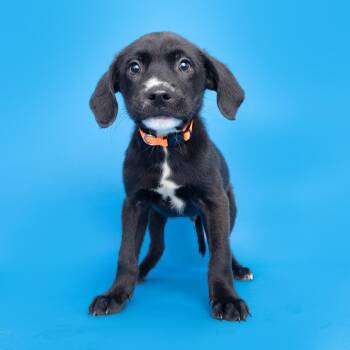 Ron Richie -  Mixed Breed Dog for Adoption in Franklin, Tennessee - Ron Richie | PetCurious