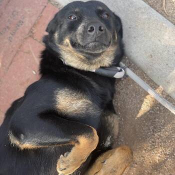 Summer -  Australian Kelpie and Mixed Breed Dog for Adoption in Riverside, California - Summer | PetCurious