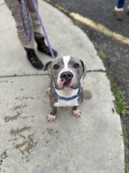 Rescue Mixed Breed Dogs for Adoption in Youngstown, Ohio - Luigi | PetCurious