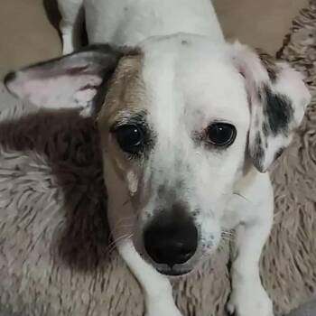 Chihuahua and Dachshund Dogs Available for Adoption in Las Vegas, Nevada - Jax Montgomery OS NV | PetCurious