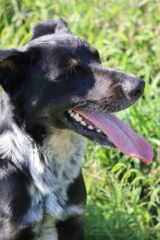 Bandit -  Labrador Retriever Dog for Adoption in Statesville, North Carolina - Bandit | PetCurious
