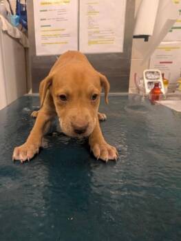 Sophia -  Labrador Retriever Dog for Adoption in Mobile, Alabama - Sophia | PetCurious