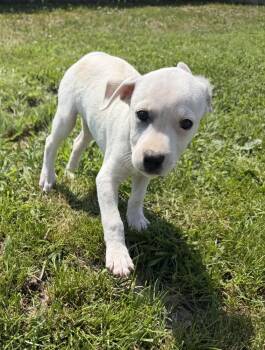 Delaware : Bear -  Jack Russell Terrier and Mixed Breed Dog for Adoption in Aurora, Indiana - Delaware : Bear | PetCurious