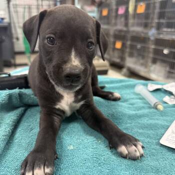 Tamarack -  Pit Bull Terrier Dog for Adoption in East St. Louis, Illinois - Tamarack | PetCurious